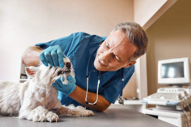 Best Root Canal Emergency Dentist  in Allouez, WI